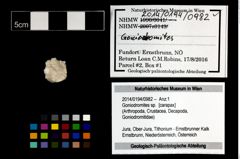 Foto (Objekt + Etikett) von Goniodromites sp.  (NHMW-GEO-2014-0194-0982)
